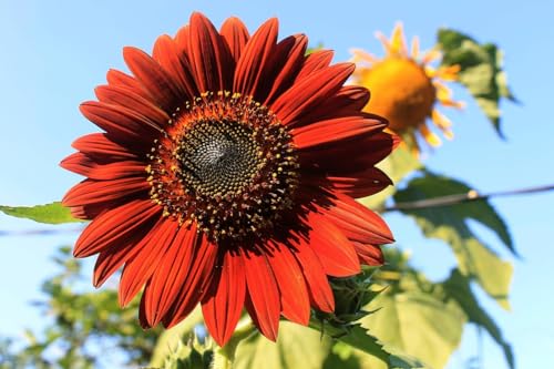 Black Duck Brand Set of Flower Seed Packets! Flower Seeds in Bulk - Great for Creating The Garden of Your Dreams! (25, Velvet Queen Sunflower) - color: Velvet Queen Sunflower