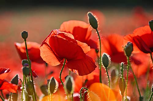 Set of 200 Assorted Flower Seed Packets! Flower Seeds in Bulk - 20+ Varieties Available!