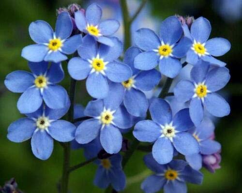 75ct Forget Me Not Myosotis Sylvatica Blue FlowerSeeds