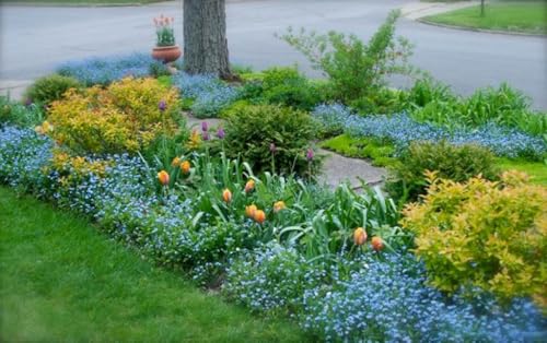 Forget Me Not Seeds, Sky-Blue Flowers with Yellow Centers, 1/4 oz Pack, 12,000 Seeds