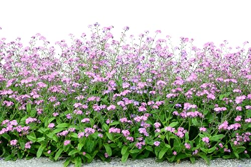 100 Victoria Pink Forget Me NOT Myosotis Alpestris Shade or Sun Flower Seeds