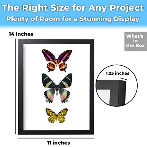 Super-Sturdy, 11x14 Black Shadow Box Frame With Glass 1. Great Seashell Display Case Size 9 None Quality Display Box - color: Black, size: 1pk