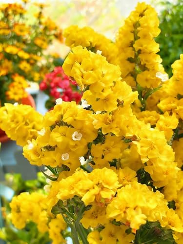 Mix Statice Forget me not Seeds for Planting, 309+pcs Perennial Statice Flower Seeds, Non-GMO Heirloom Rare Beauty Blooms Flowers Plants Home Garden for Outdoors