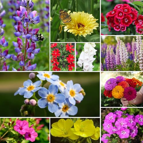Groundio 25,000+ Wildflower Seeds Mix 1 Oz, 24 Varieties Perennial & Annual Seeds for Hummingbirds and Butterflies, High Germination Flower Seeds Throw and Grow to Plant Outside, No Filler