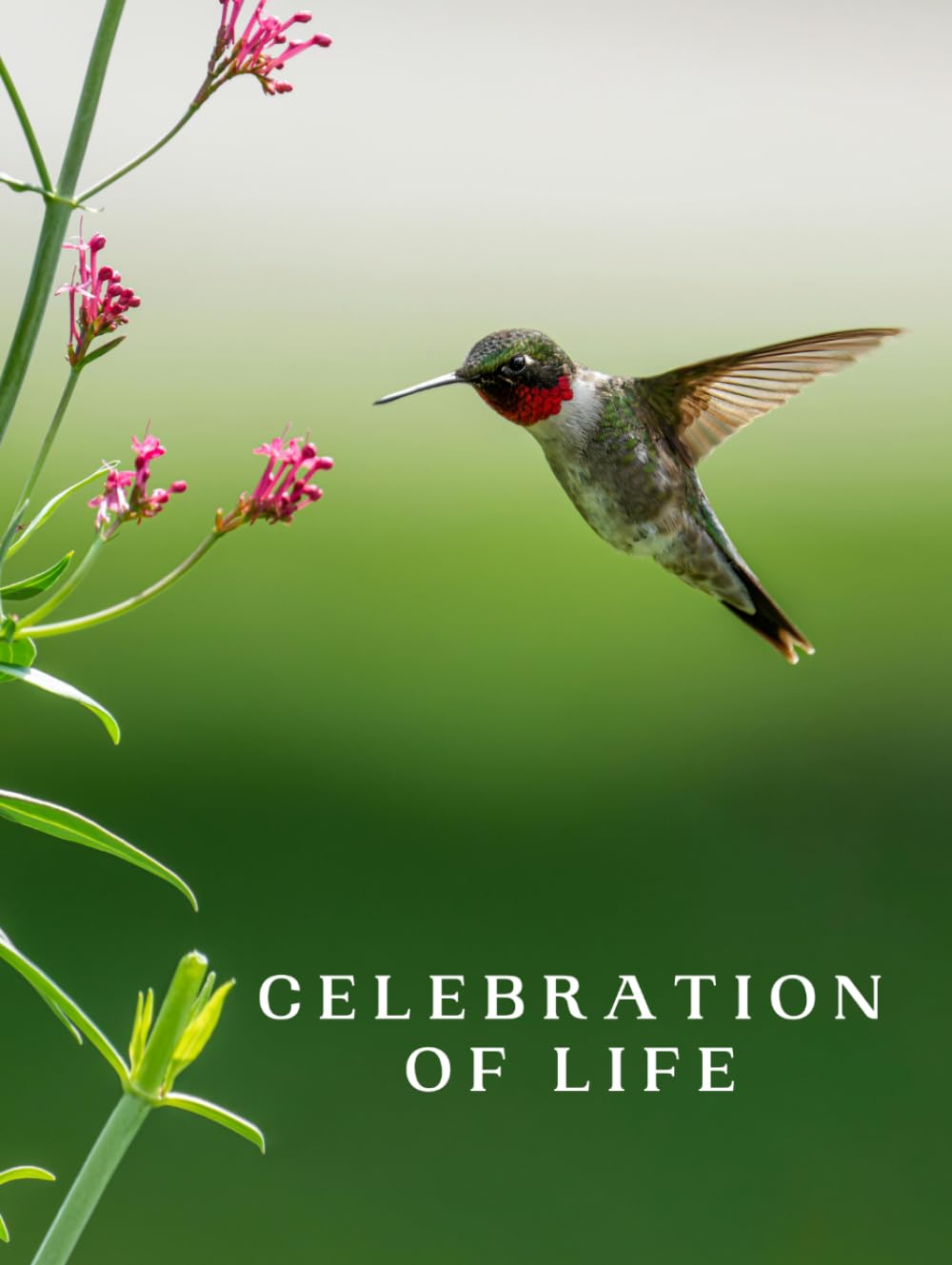 Celebration of Life: Guest Book for Funeral and Memorial Ceremony, 300 Person Sign In Registry (Hummingbird Pink Flowers Cover)