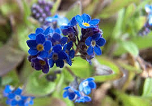 Forget Me Not 100+ Seeds Newly Harvested, Beautiful Abundant Blooms
