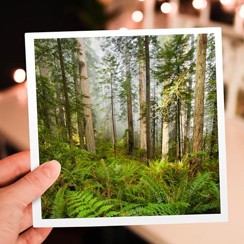 3dRose Greeting Cards - Redwood Trees in Fog with Sunrays - 6 Pack - Forest
