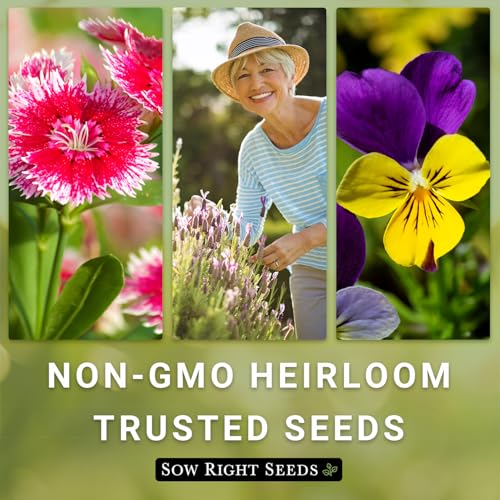 Sow Right Seeds - Bulk Chinese Forget-Me-Not Seed for Planting Jumbo Pack | Plant annual non-GMO heirloom for outdoor home garden. Blue celebration of life memorial flowers for pollinator gardening.