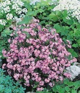 60 Seeds of Rare Rose Forget-Me-Not - Flower Seeds/Perennial Plant