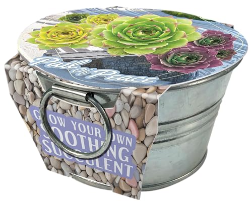 Grow Your Own Succulents Plant Seeds 3-Pack, DIY Indoor Succulents and Live Plants for Home or Garden Planting, Pail of Peace - color: Pail of Peace 3-PK