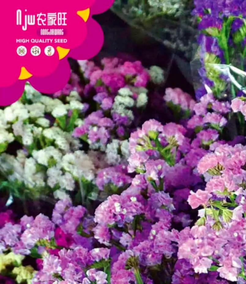 300 Seeds Mixed Forget-Me-Not Flower Seeds, Myosotis sylvatica