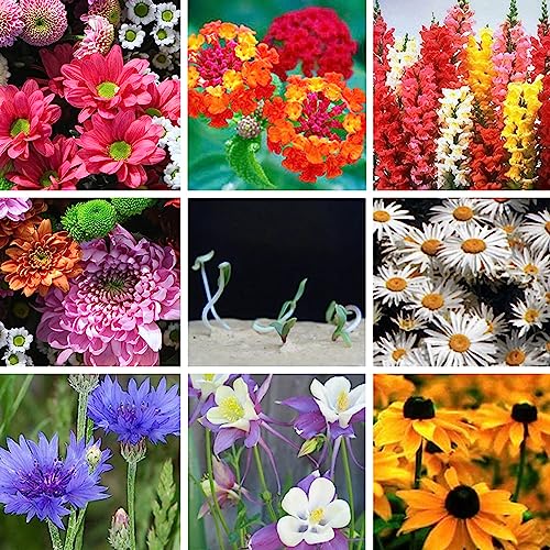 50 Plantable Wildflower Paper, Ecological Heart Shaped Babyshower Favors for Guests - Bridal Funeral Memorial Plantable Gifts NO Cards