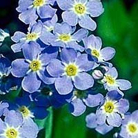 Forget-me-not Seeds