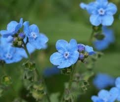 Outsidepride Cynoglossum Blue Chinese Forget Me Not Seeds - 1 Lb. Self-Sowing Annual Flower Seeds for Planting Dense Blue Blooms & Upright Growth Habit for Borders, Pollinator & Cottage Gardens - size: 1 lb.