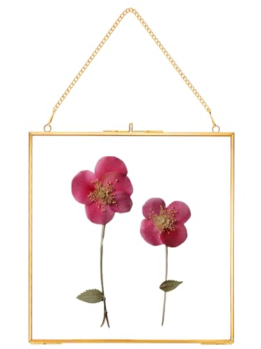 REDHUGO Glass Pressed Flower Frames, Square, Gold, 8x8 Inches - color: Gold, size: 8L" x 8W"