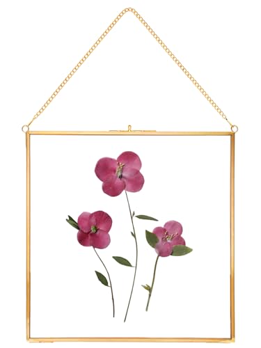 REDHUGO Glass Pressed Flower Frames, Square, Gold, 10x10 Inches - color: Gold, size: 10L" x 10W"