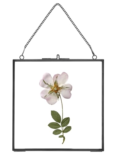 REDHUGO Glass Pressed Flower Frames, Square, Black, 6x6 Inches - color: Black, size: 6L" x 6W"