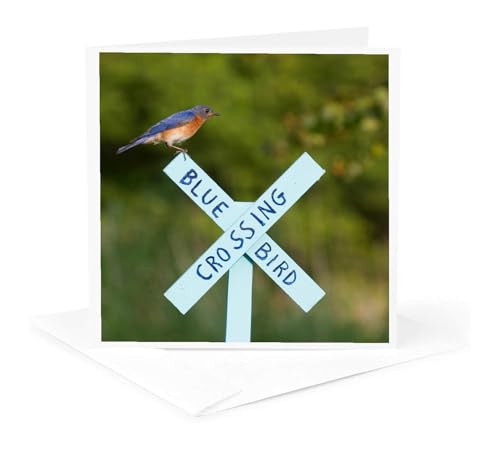 3dRose Eastern Bluebird on Bluebird Crossing sign, Marion, Illinois, USA. 6 Greeting Cards with envelopes