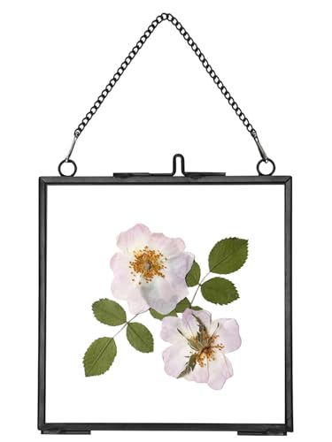 REDHUGO Glass Pressed Flower Frames, Square, Black, 4x4 Inches - color: Black, size: 4L" x 4W"