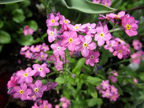 100 Victoria Pink Forget Me NOT Myosotis Alpestris Shade or Sun Flower Seeds