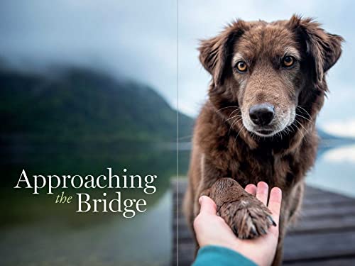 Connecting with Our Pets in Heaven: Interpret Signs from Animals in the Afterlife, Cope with Grief, and Heal