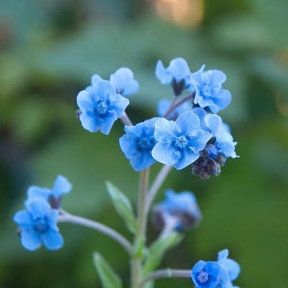 Eden Brothers Chinese Forget Me Not Seeds - size: Packet, style: Chinese Forget Me Not
