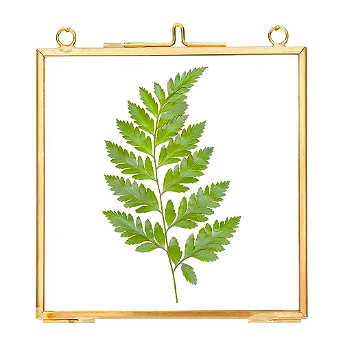 REDHUGO Glass Pressed Flower Frames, Square, Gold, 4x4 Inches - color: Gold, size: 4L" x 4W"