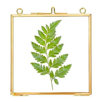 REDHUGO Glass Pressed Flower Frames, Square, Gold, 4x4 Inches - color: Gold, size: 4L" x 4W"