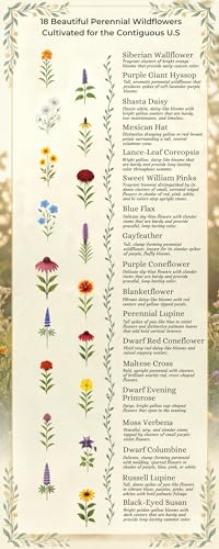 All US Zones All Perennial Wildflower Seed Mix 1/4 Pound Covers 500 sqft Non-GMO Includes Drought Tolerant Species
