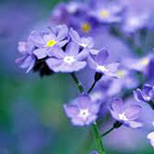 Forget Me Not 100+ Seeds Newly Harvested, Beautiful Abundant Blooms