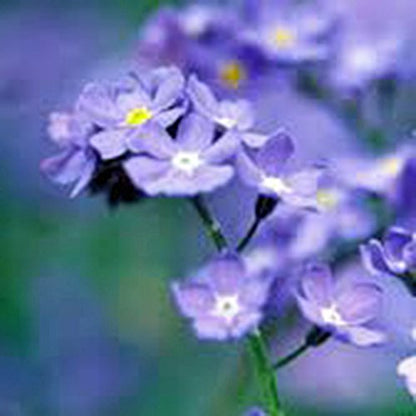Forget Me Not 100+ Seeds Newly Harvested, Beautiful Abundant Blooms