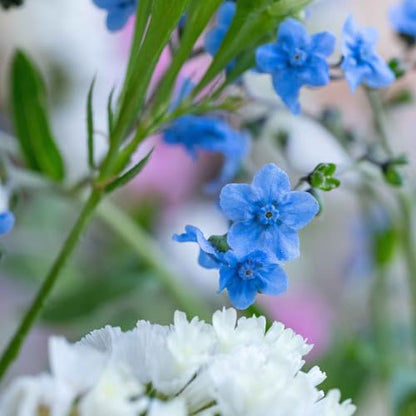 Eden Brothers Chinese Forget Me Not Seeds - size: Packet, style: Chinese Forget Me Not