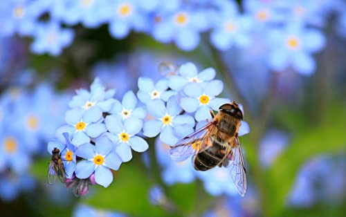 Set of Forget me Not Flower Seed Packets - Create Your Dream Garden - Bulk Flower Seeds (25)