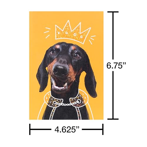 American Greetings 17-Count Thinking of You Blank Greeting Card Pack, Playful Dog Photo Assortment
