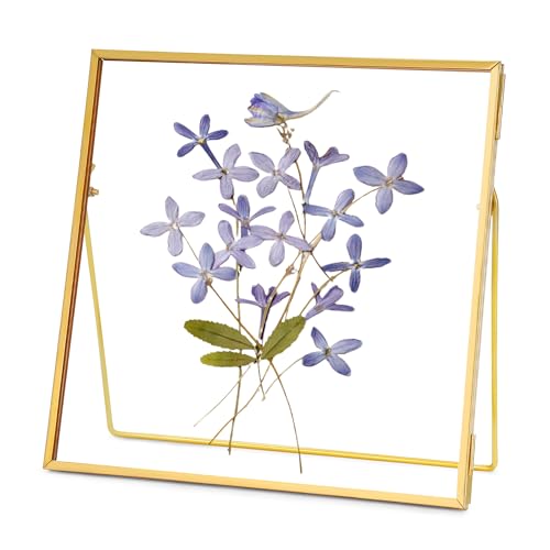 REDHUGO Double Glass Frame for Pressed Flowers, Square, Gold, 6x6 Inches - color: Gold, size: 6L" x 6W"