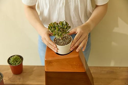 AspenStudio Plant Urn for Adult Human Ashes Cremation Wooden Urn by Aspen Studio