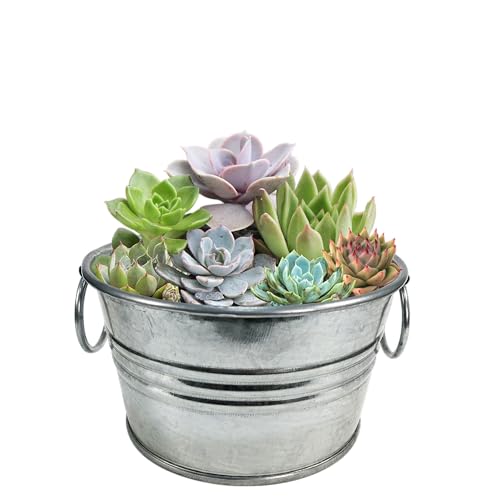 Grow Your Own Succulents Plant Seeds 3-Pack, DIY Indoor Succulents and Live Plants for Home or Garden Planting, Pail of Peace - color: Pail of Peace 3-PK