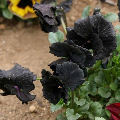 Seed Needs Black Pansy Seeds to Plant a Gothic Butterfly Garden 2 Packs - size: 2 Packs, style: Black Pansy