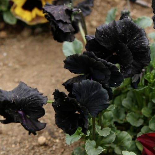 Seed Needs Black Pansy Seeds to Plant a Gothic Butterfly Garden 5 Packs - size: 5 Packs, style: Black Pansy
