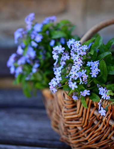 Set of 50 Forget-Me-Not Memorial Seed Packets – Individually Sealed – Non-GMO & Heirloom – Beautiful Tribute to Honor Loved Ones