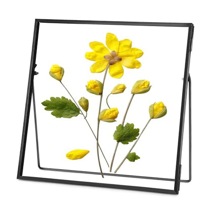 REDHUGO Double Glass Frame for Pressed Flowers, Square, Black, 8x8 Inches - color: Black, size: 8L" x 8W"