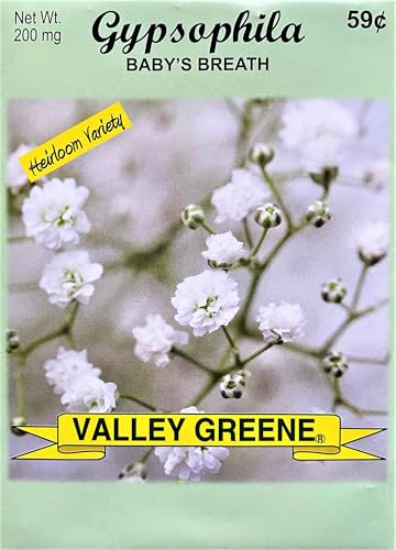 Set of Flower Seed Packets! Flower Seeds in Bulk - Great for Creating the Garden of Your Dreams! (25, Gypsophila - Baby's Breath) - color: Gypsophila - Baby's Breath