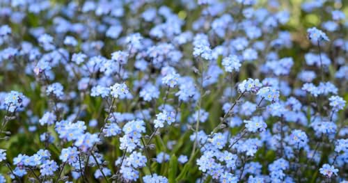 Forget Me Not, Seeds, Flower Seeds