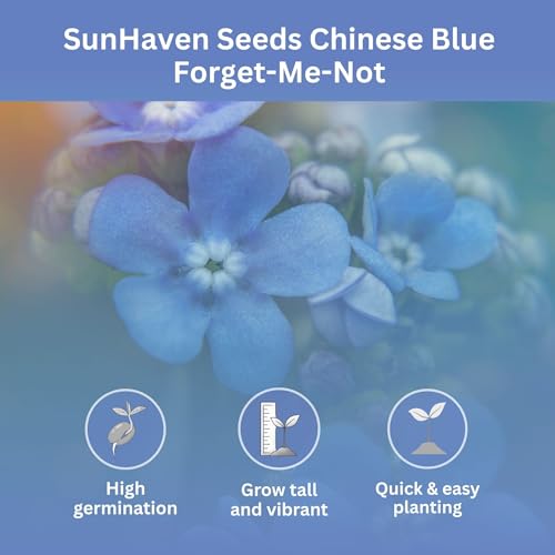 Forget-Me-Not Seeds (Chinese Blue) – 5,000+ Seeds – 1 oz Bulk Extra Large Packet – Covers 100 sq ft – Non-GMO Cynoglossum amabile – Sky Blue Blooms for Wildflower Gardens