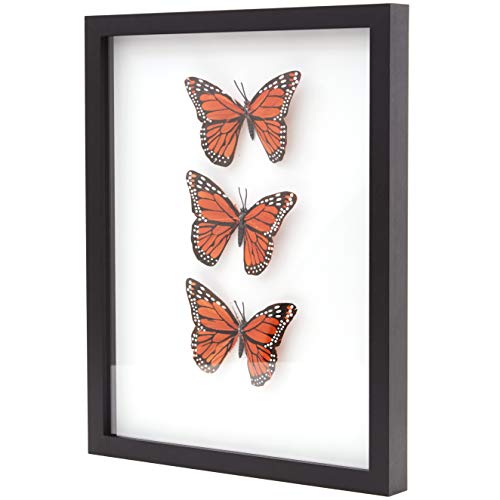 Super-Sturdy, 11x14 Black Shadow Box Frame With Glass 1. Great Seashell Display Case Size 9 None Quality Display Box - color: Black, size: 1pk