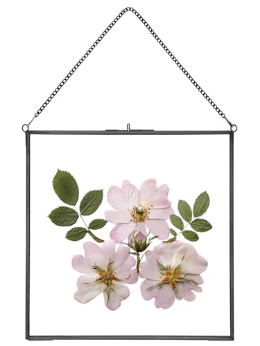 REDHUGO Glass Pressed Flower Frames, Square, Black, 10x10 Inches - color: Black, size: 10L" x 10W"