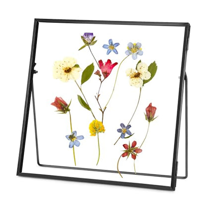 REDHUGO Double Glass Frame for Pressed Flowers, Square, Black, 6x6 Inches - color: Black, size: 6L" x 6W"