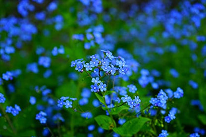 Set of Forget me Not Flower Seed Packets - Create Your Dream Garden - Bulk Flower Seeds (25)