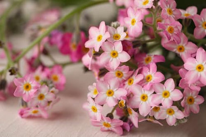 100 Victoria Pink Forget Me NOT Myosotis Alpestris Shade or Sun Flower Seeds