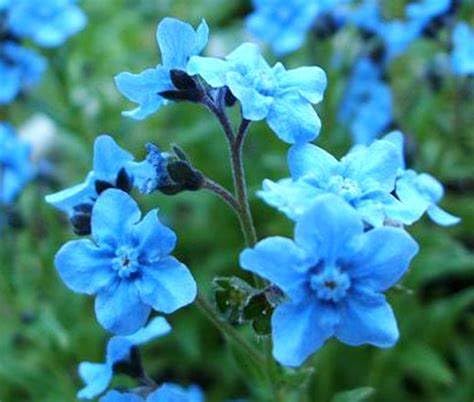 600 Chinese Forget Me Not Flower Seeds for Planting 3 Grams Non GMO Heirloom USA Harvested pollinator bee Butterfly